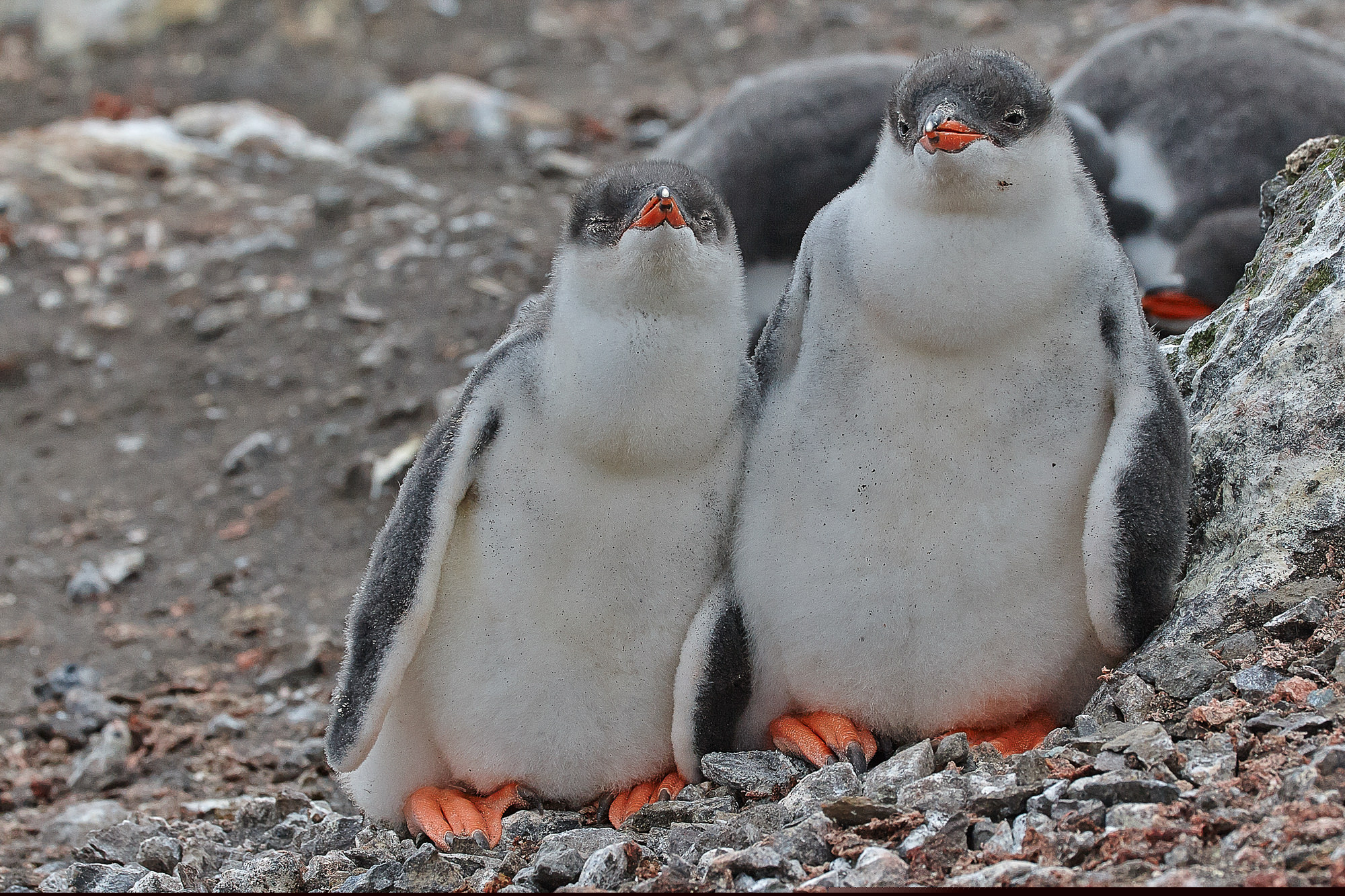 Kinderstube der Eselspinguine